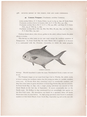 CREVALLE / COMMON POMPANO